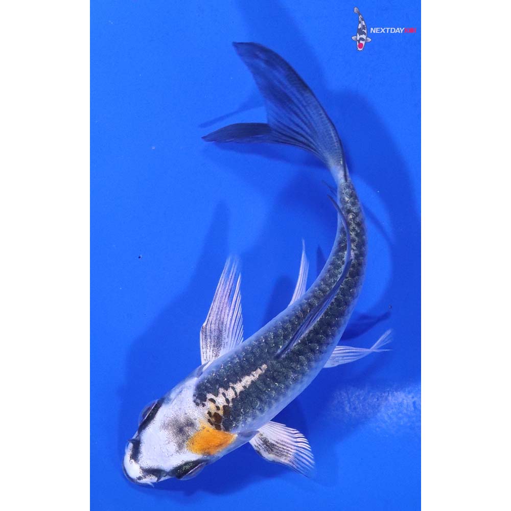 4” Imported Kujaku Butterfly Koi