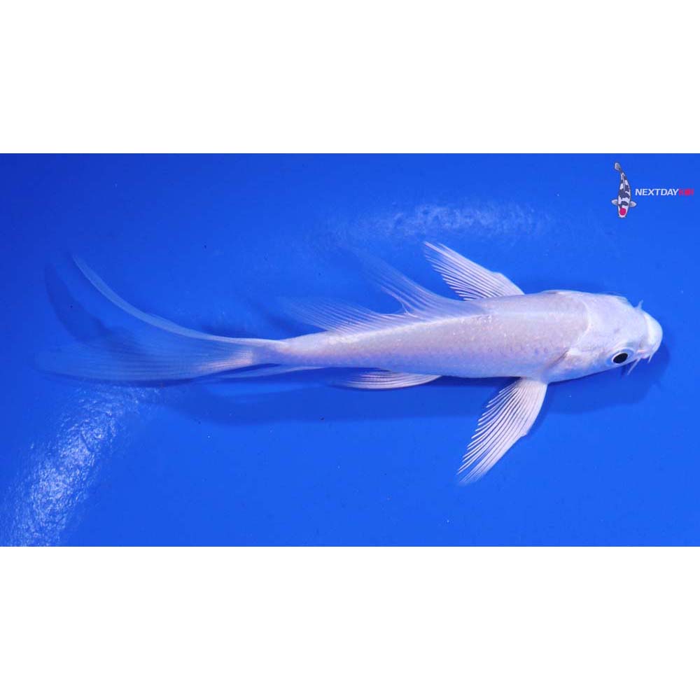 3.5” Imported Platinum Ogon Butterfly Koi