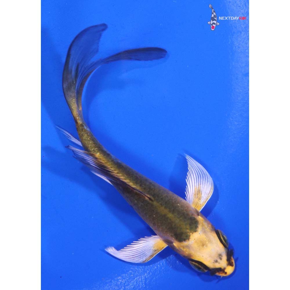 4” Imported Ki Matsuba Butterfly Koi