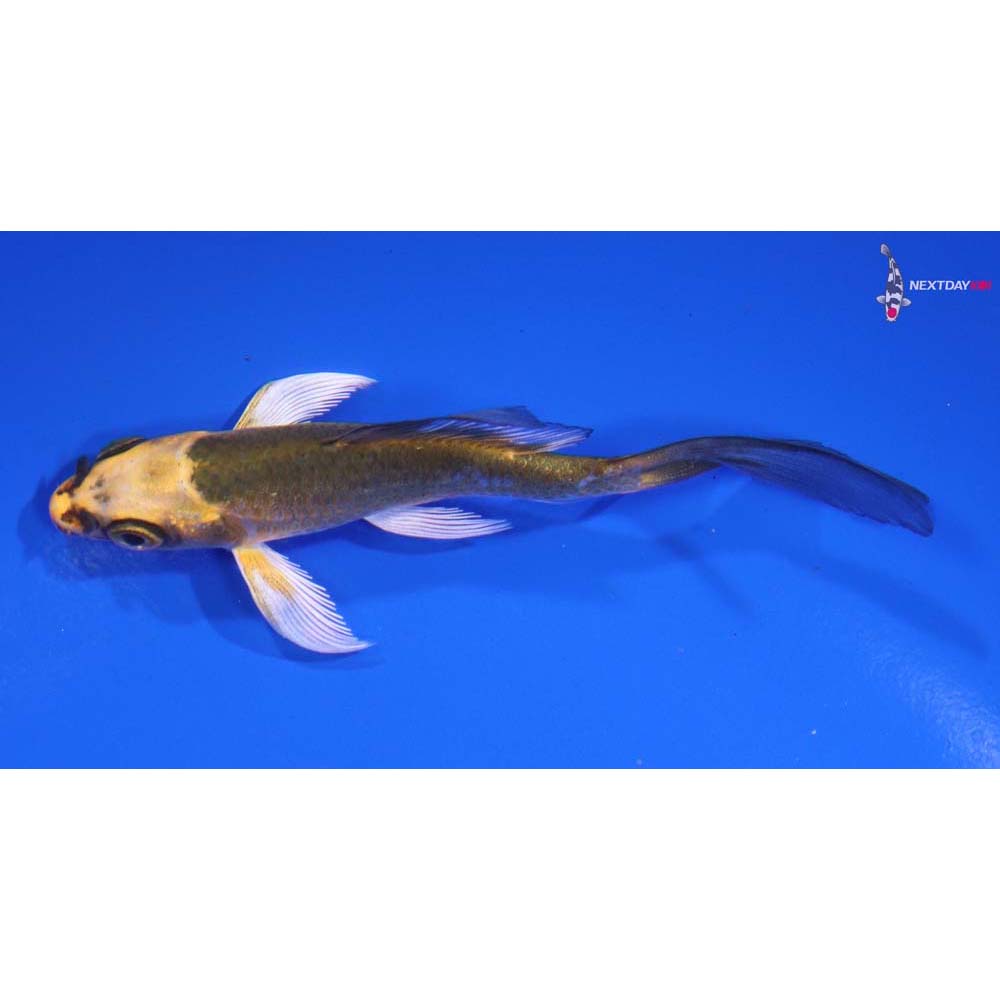 4” Imported Ki Matsuba Butterfly Koi