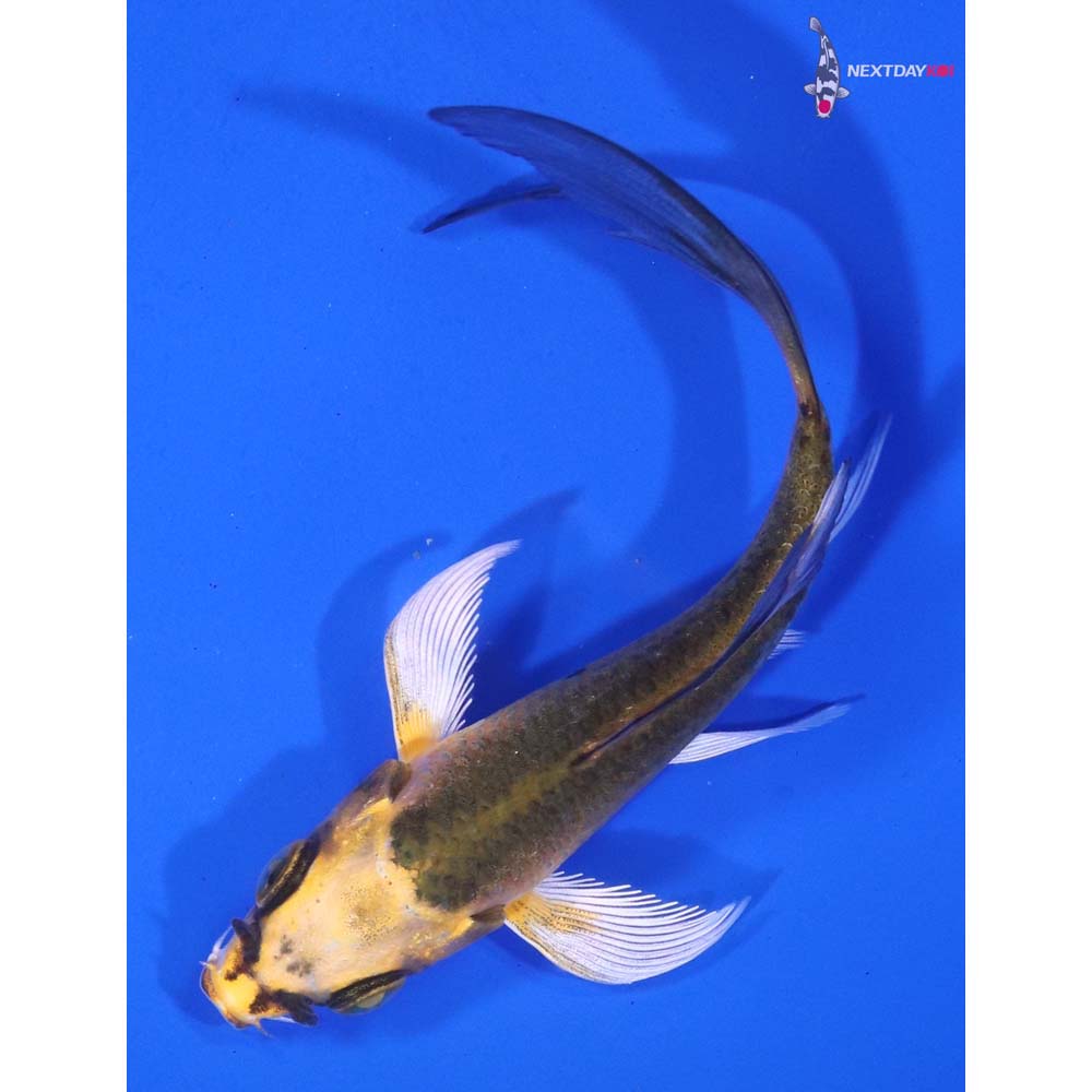 4” Imported Ki Matsuba Butterfly Koi