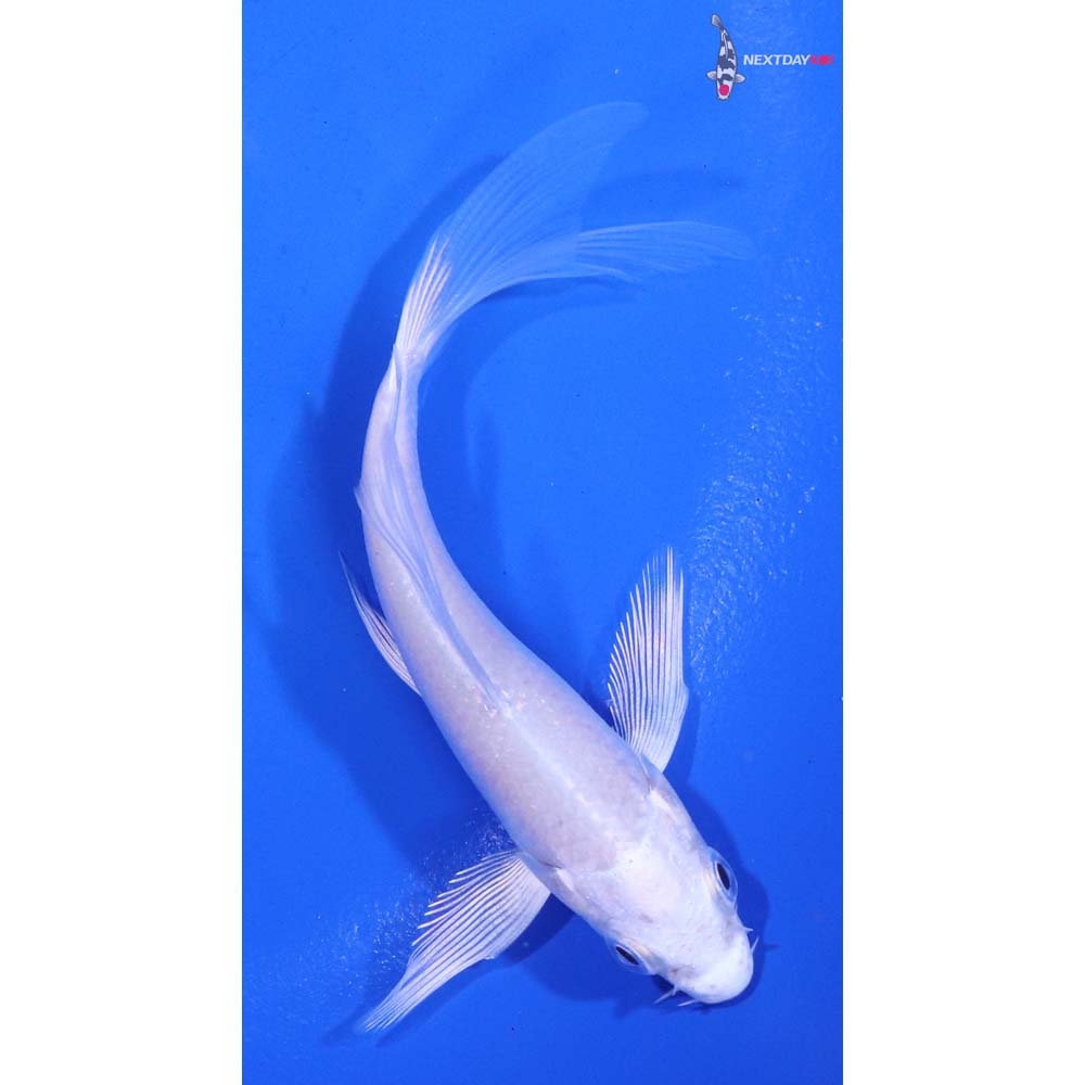3.5” Imported Platinum Ogon Butterfly Koi