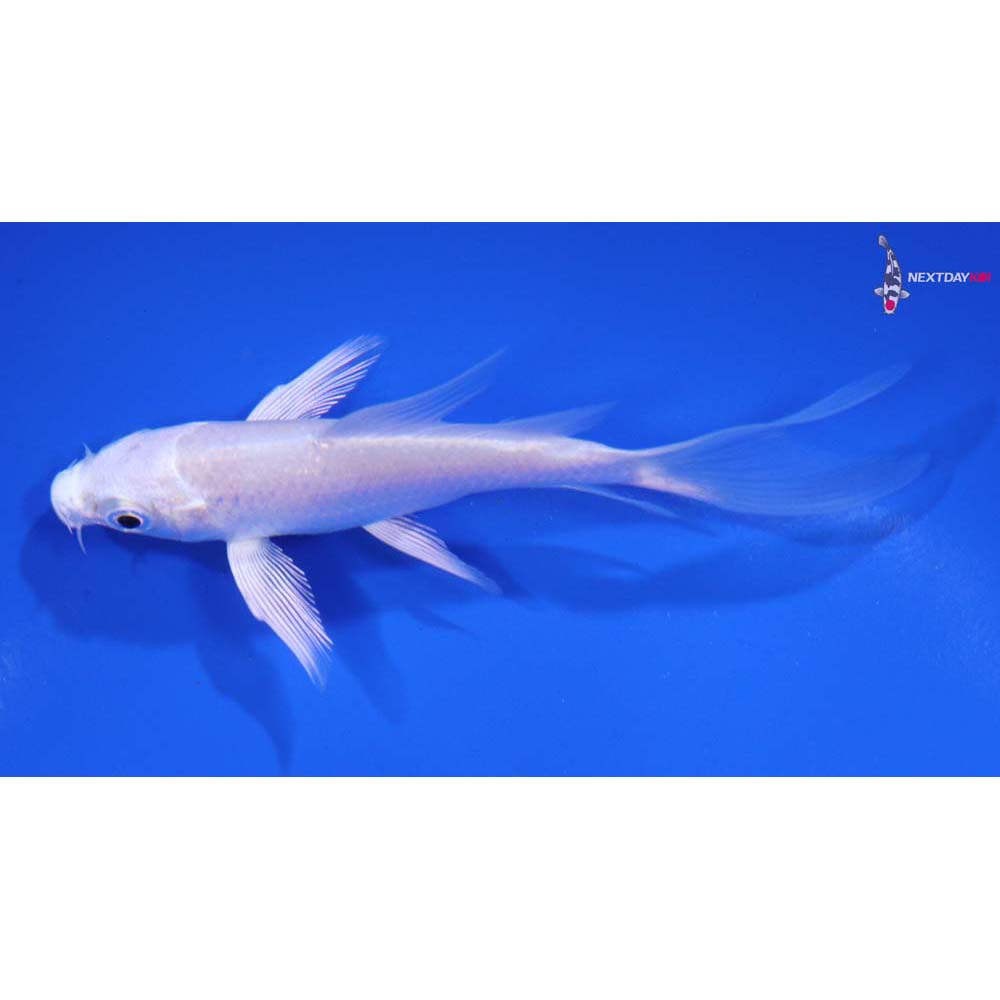 3.5” Imported Platinum Ogon Butterfly Koi