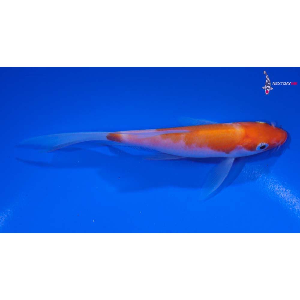 4.5” Imported Kohaku Butterfly Koi