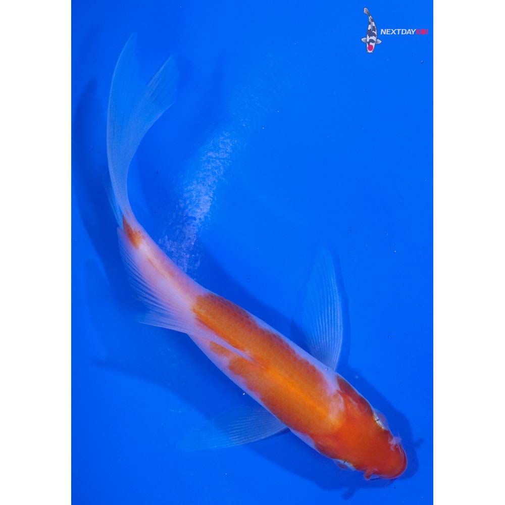 4.5” Imported Kohaku Butterfly Koi