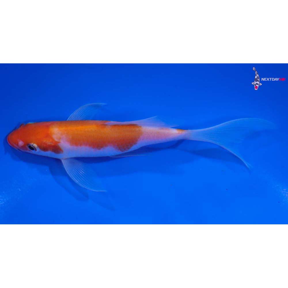 4.5” Imported Kohaku Butterfly Koi