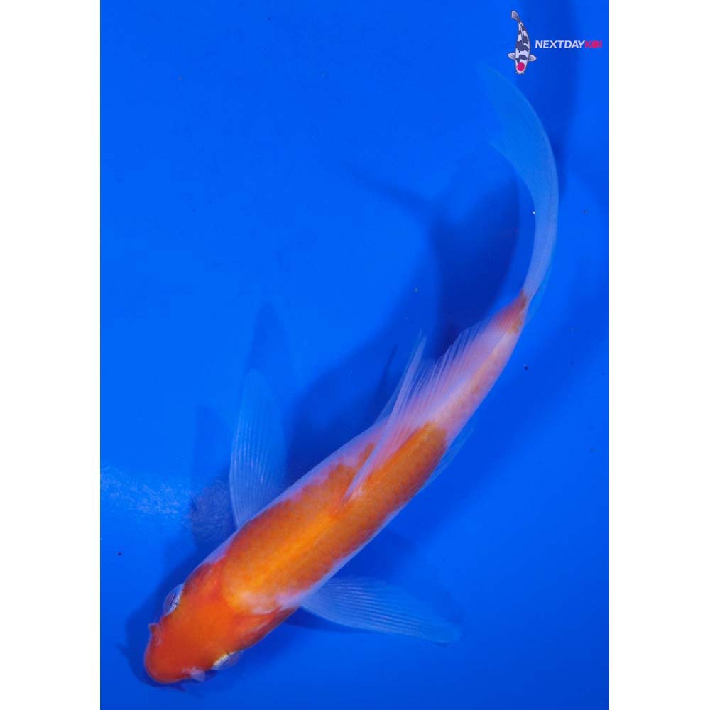 4.5” Imported Kohaku Butterfly Koi
