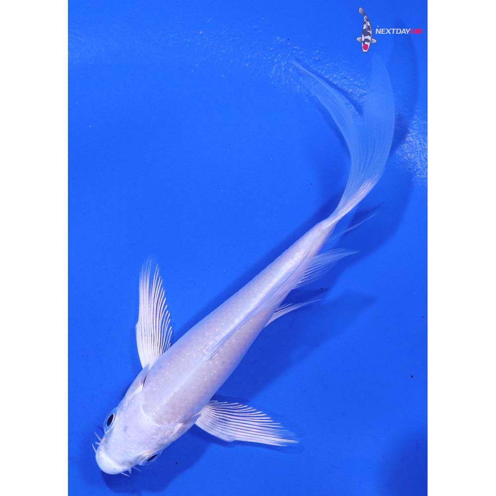 3.5” Imported Platinum Ogon Butterfly Koi