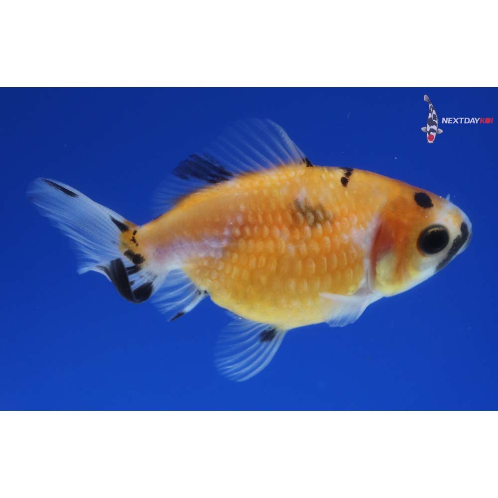 2.5” Imported Calico Pearlscale