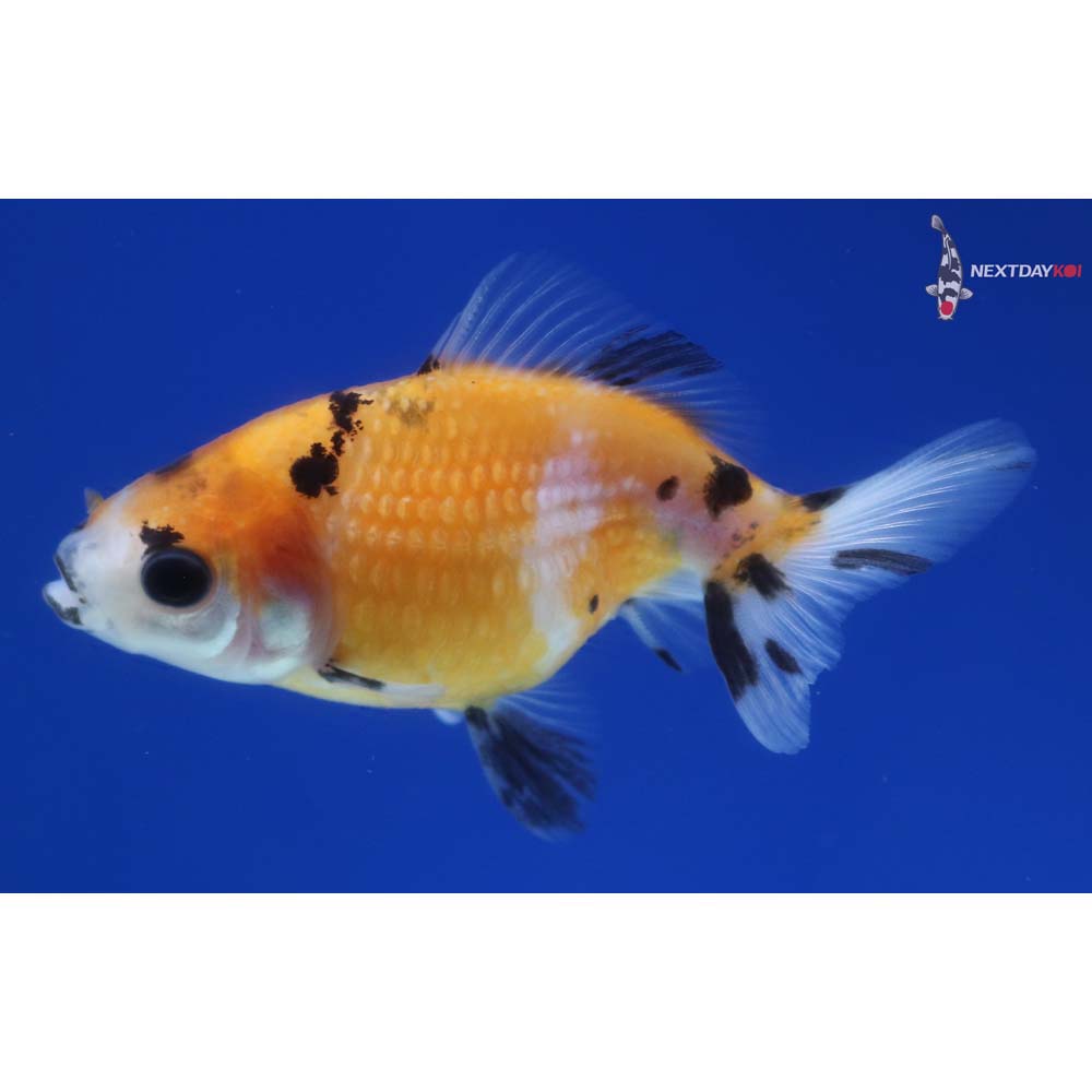 2.5” Imported Calico Pearlscale