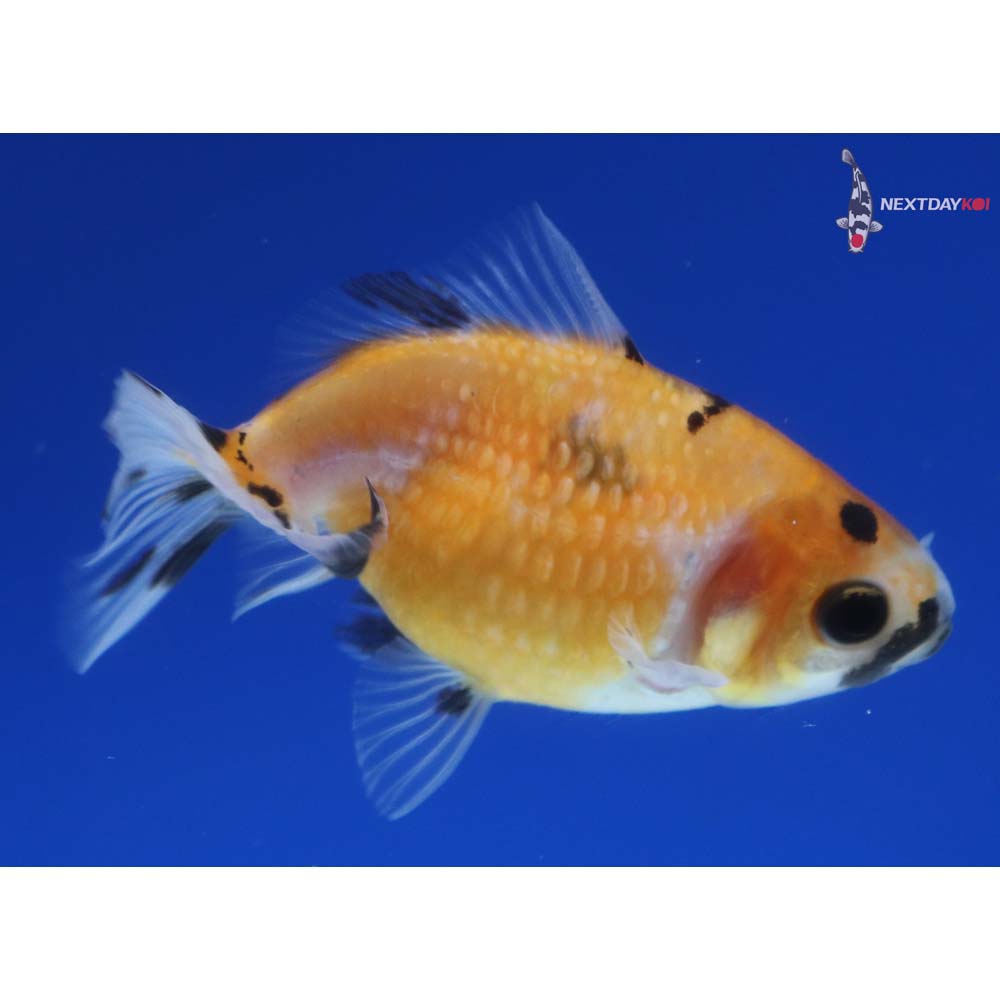 2.5” Imported Calico Pearlscale