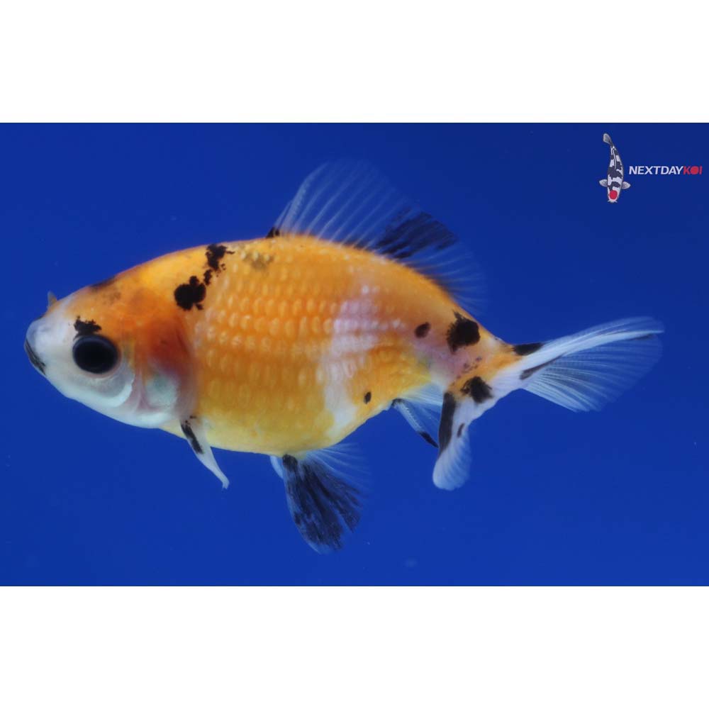 2.5” Imported Calico Pearlscale