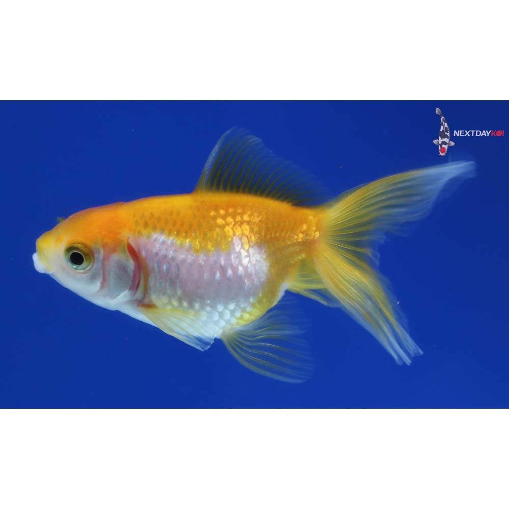2.5” Imported Yellow and White Pearlscale