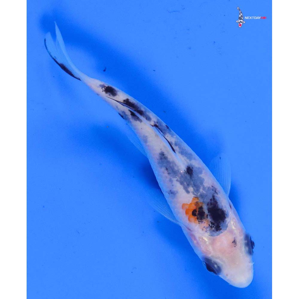 3.5” Imported Sanke