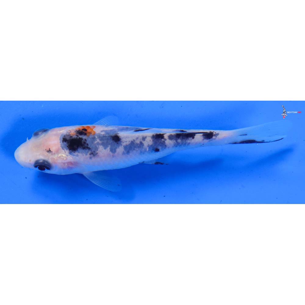 3.5” Imported Sanke