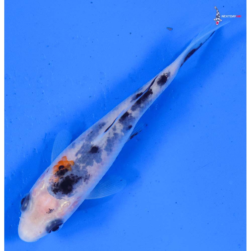 3.5” Imported Sanke