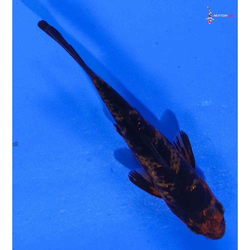 3.5” Imported Gin Rin Aka Bekko