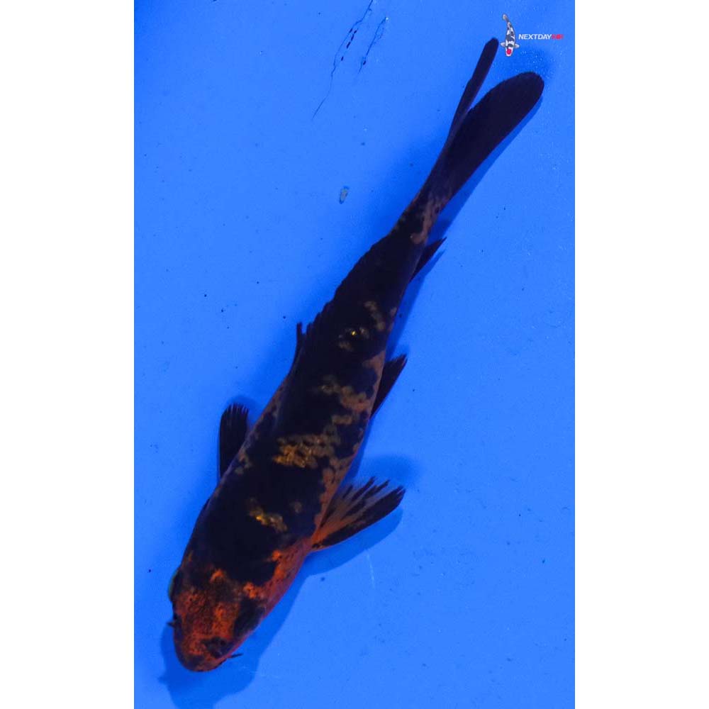 3.5” Imported Gin Rin Aka Bekko