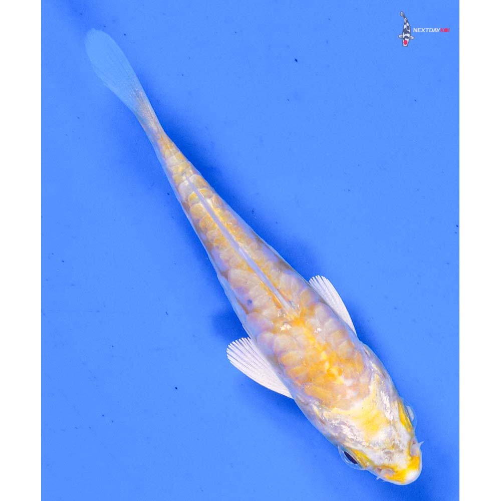 3” Imported Armor Scaled Lemon Hariwake