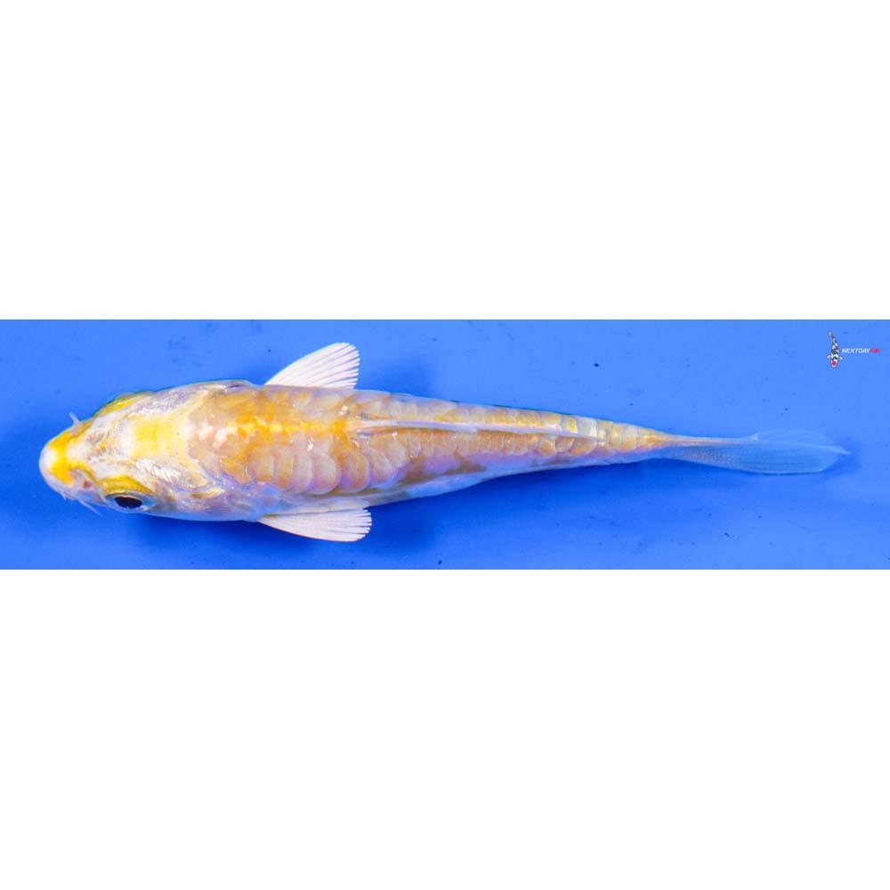 3” Imported Armor Scaled Lemon Hariwake