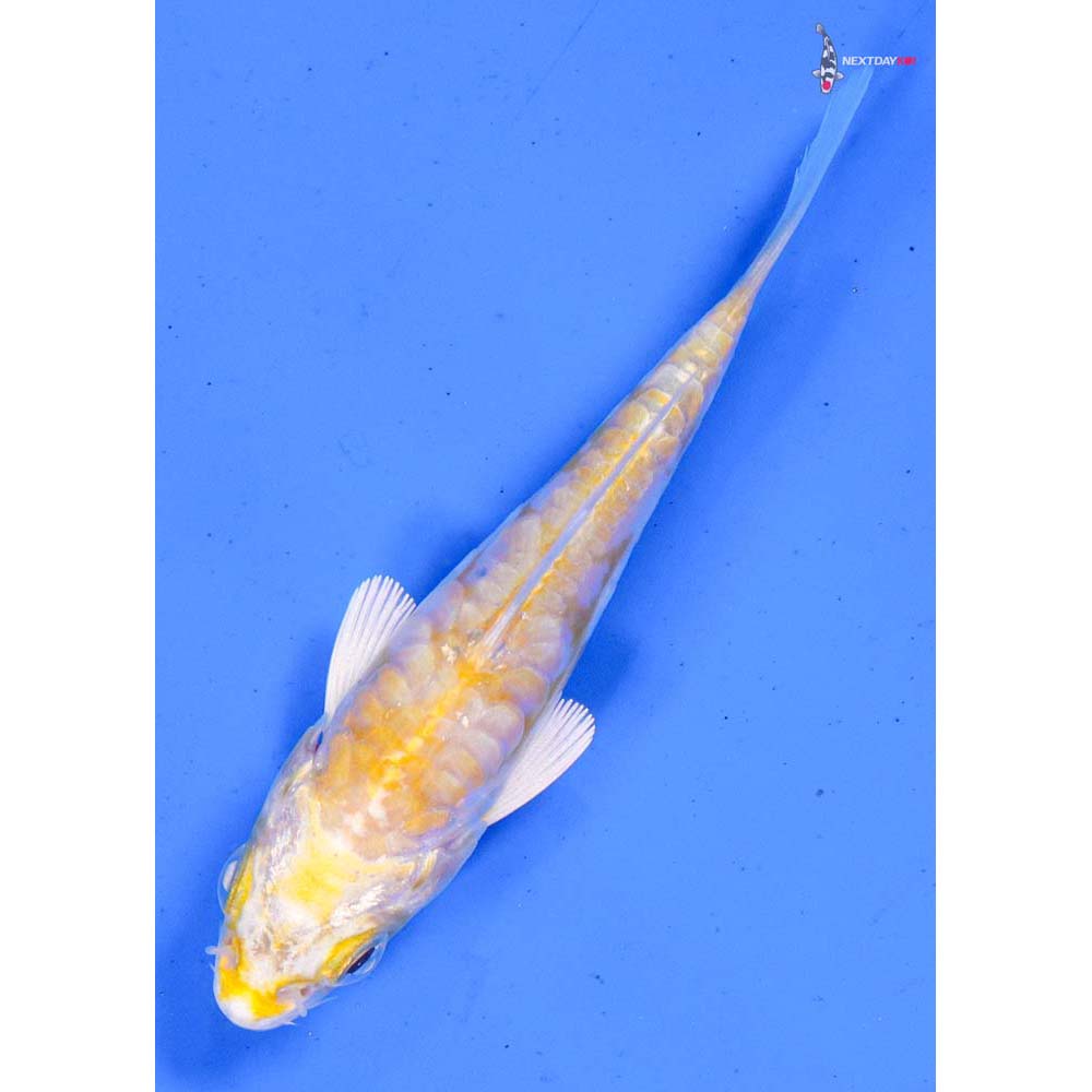 3” Imported Armor Scaled Lemon Hariwake