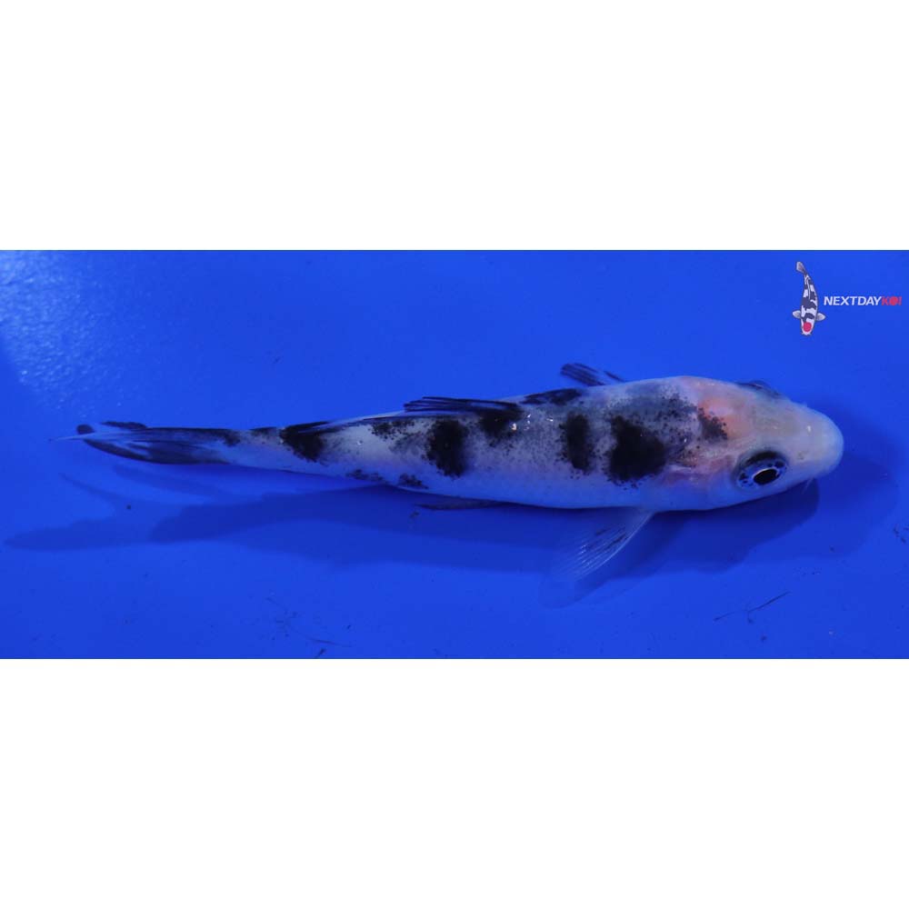 3.5” Imported Shiro Bekko