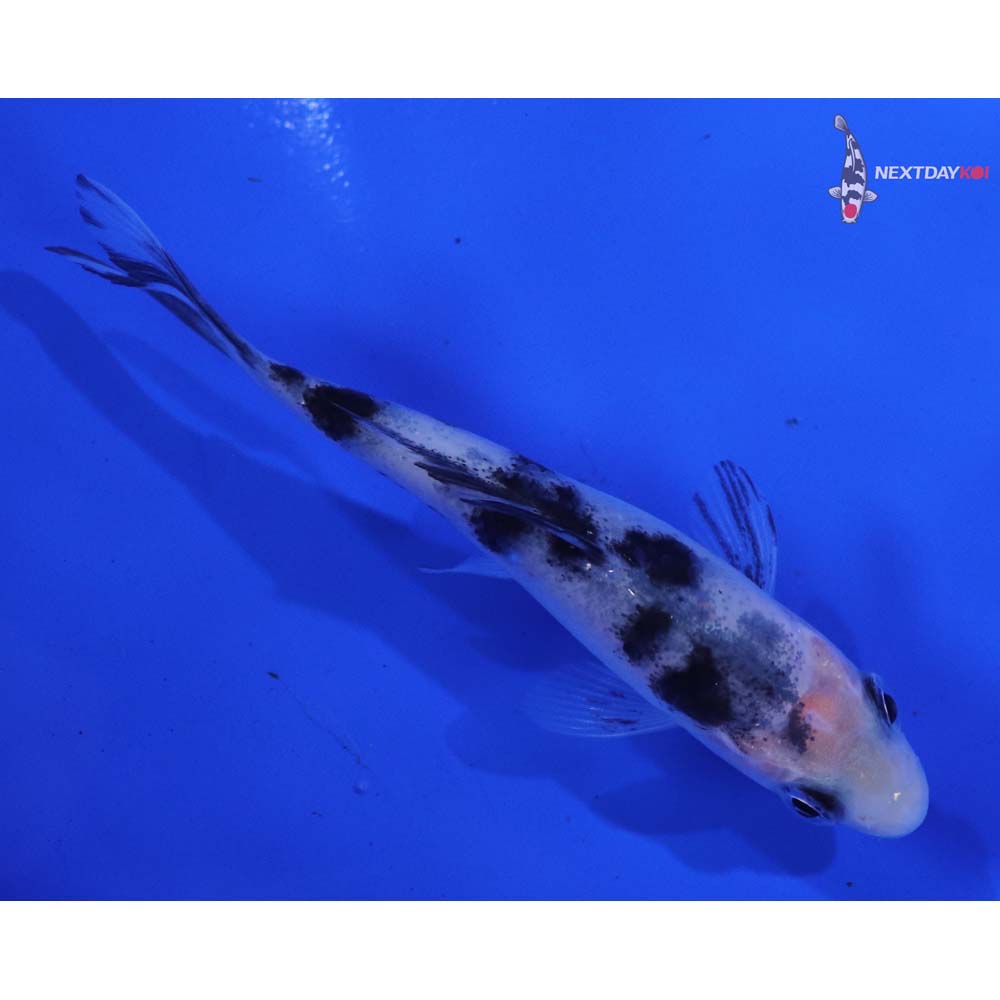 3.5” Imported Shiro Bekko