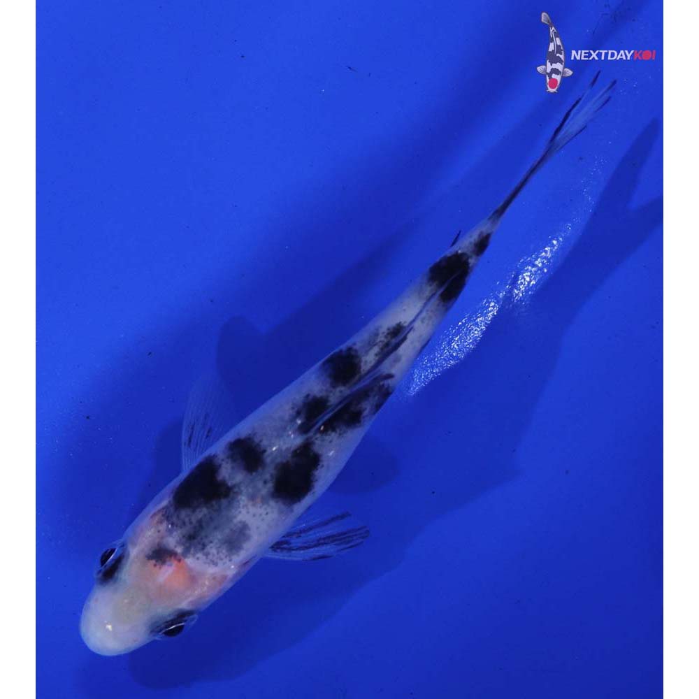3.5” Imported Shiro Bekko