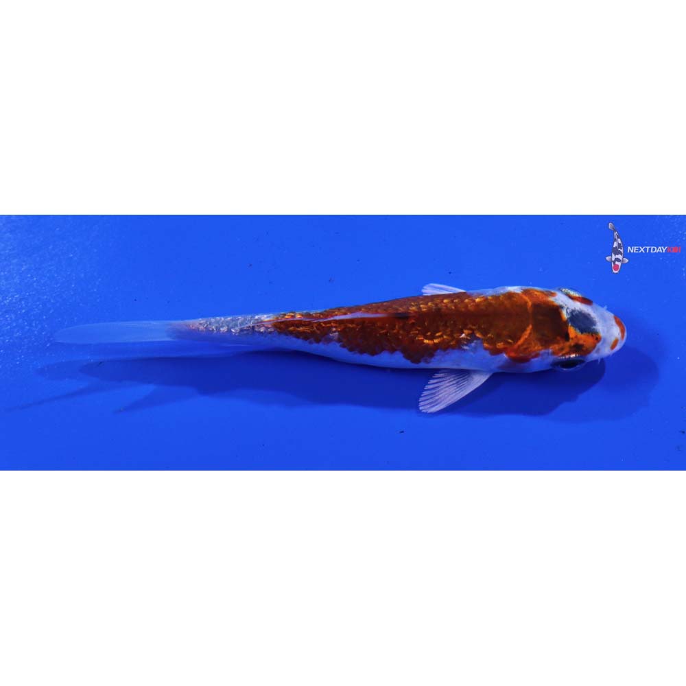 3.5” Imported Gin Rin Yamato Nishiki