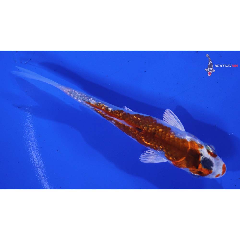 3.5” Imported Gin Rin Yamato Nishiki