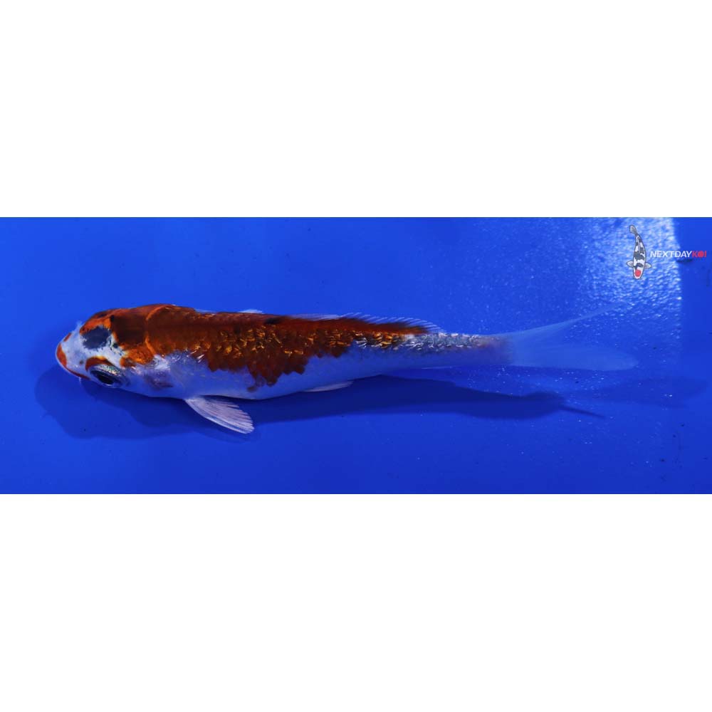 3.5” Imported Gin Rin Yamato Nishiki