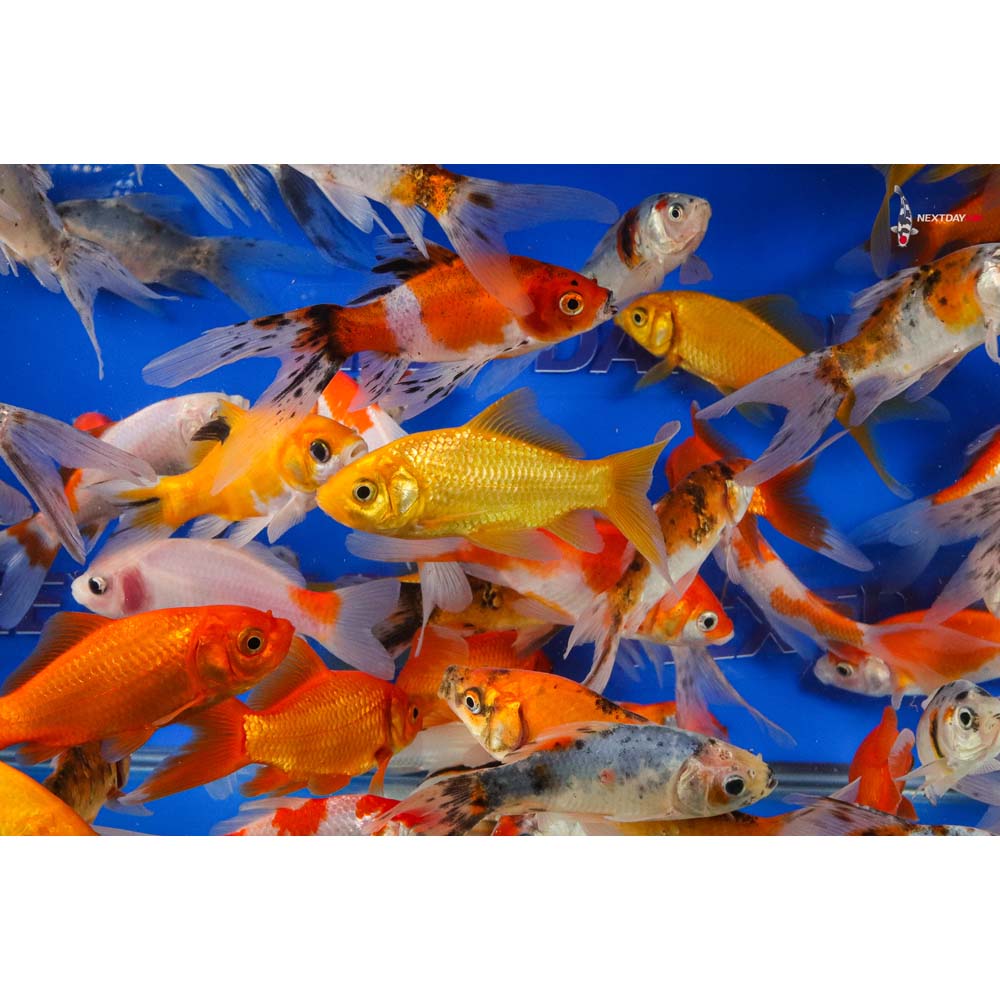 4-5” Imported Goldfish Mix - Image 2