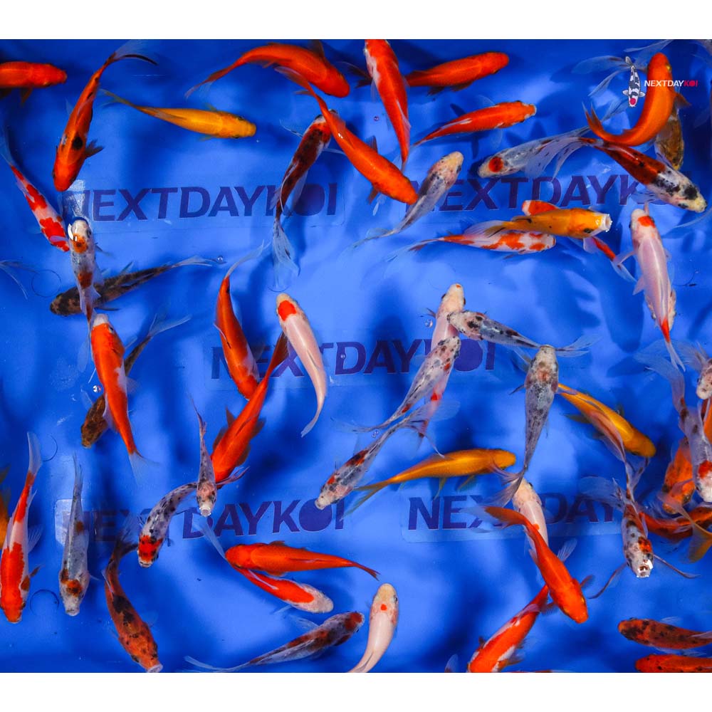 4-5” Imported Goldfish Mix - Image 3
