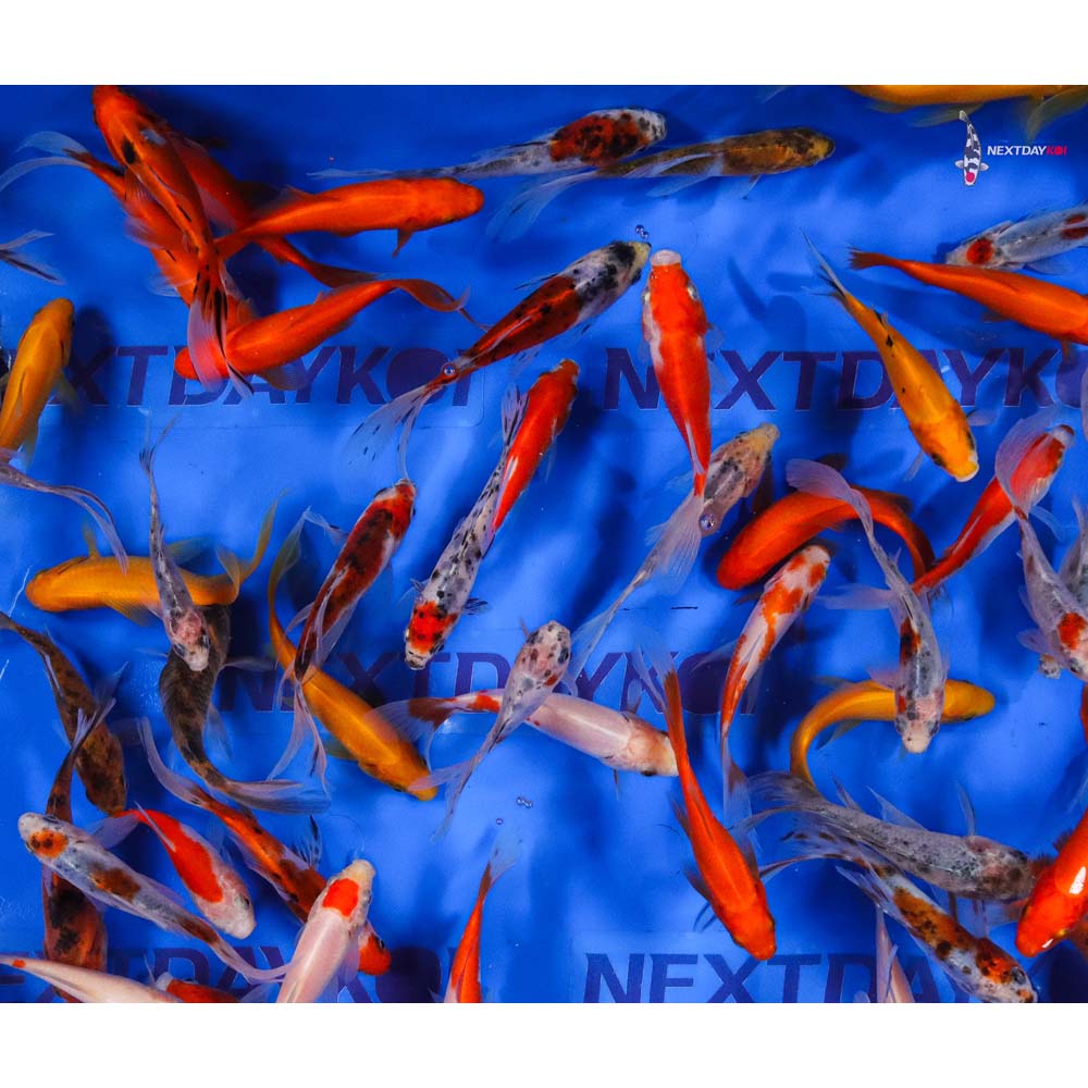 4-5” Imported Goldfish Mix - Image 7