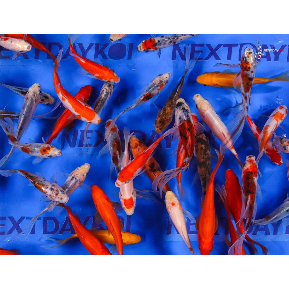 4-5” Imported Goldfish Mix - Image 9