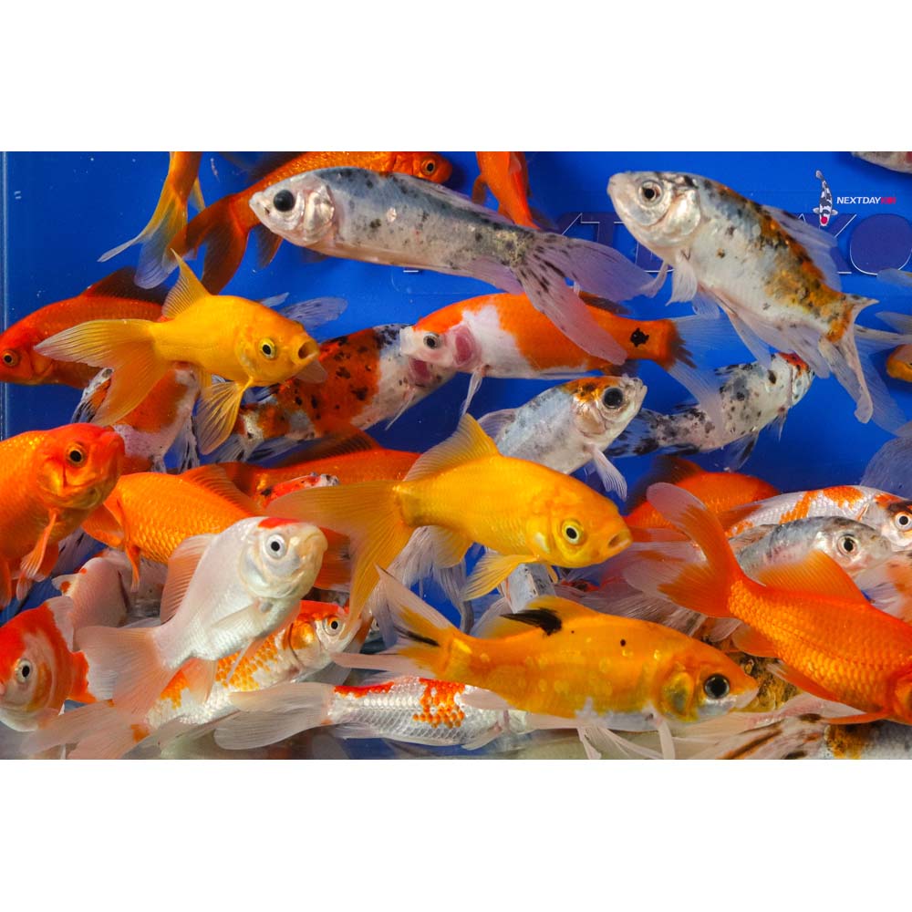 4-5” Imported Goldfish Mix - Image 6