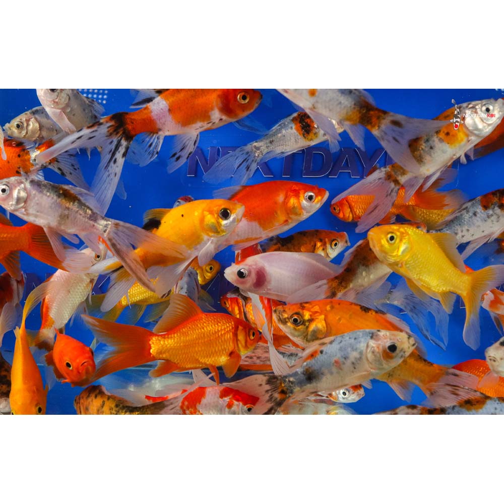 4-5” Imported Goldfish Mix - Image 8
