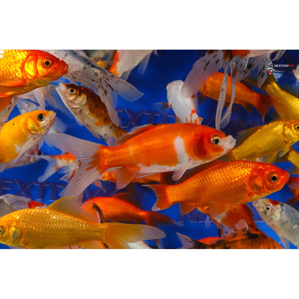 4-5” Imported Goldfish Mix - Image 10