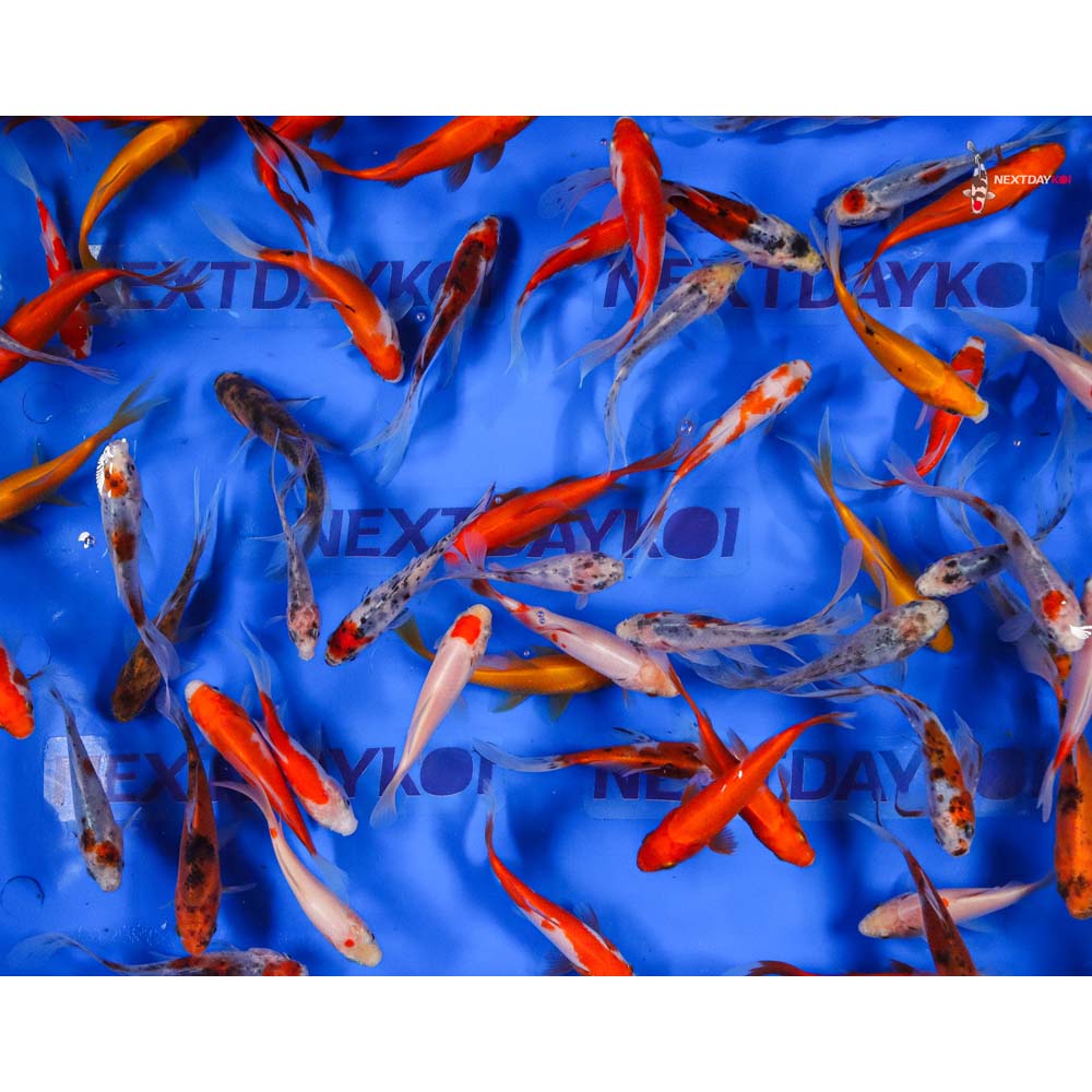 4-5” Imported Goldfish Mix
