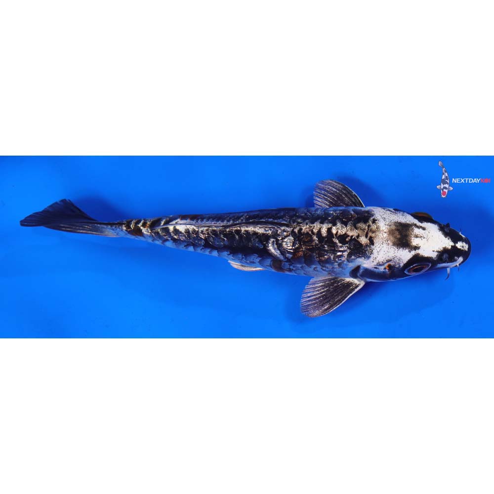 6” Imported Kin Kikokuryu