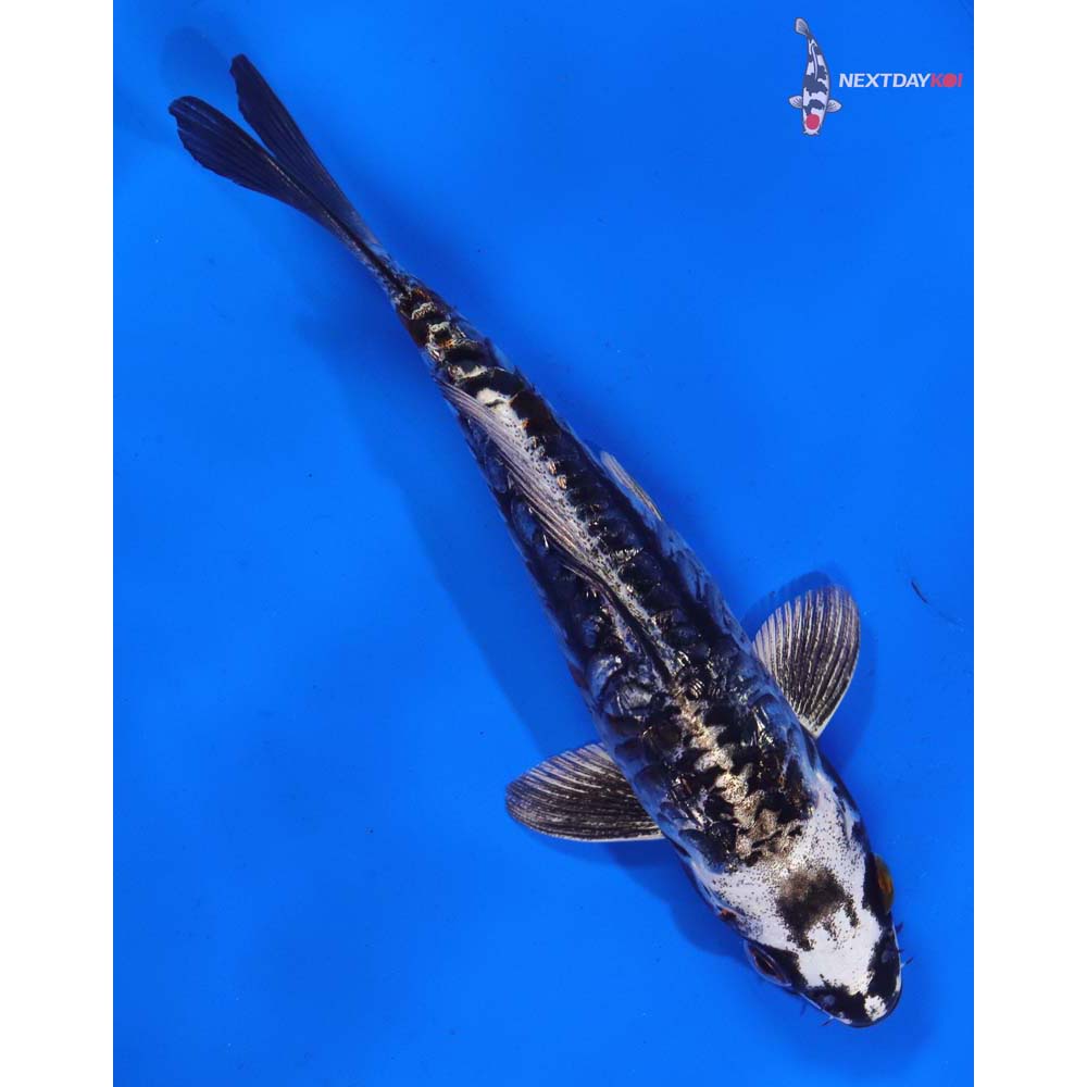 6” Imported Kin Kikokuryu