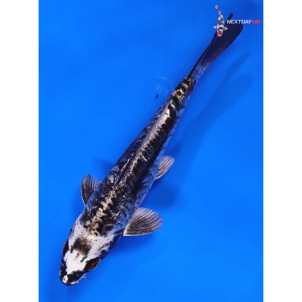 6” Imported Kin Kikokuryu