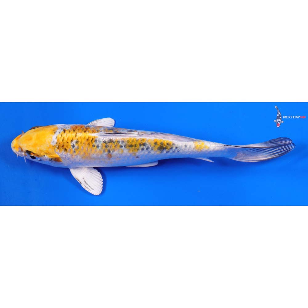 6.5” Imported Yamato Nishiki