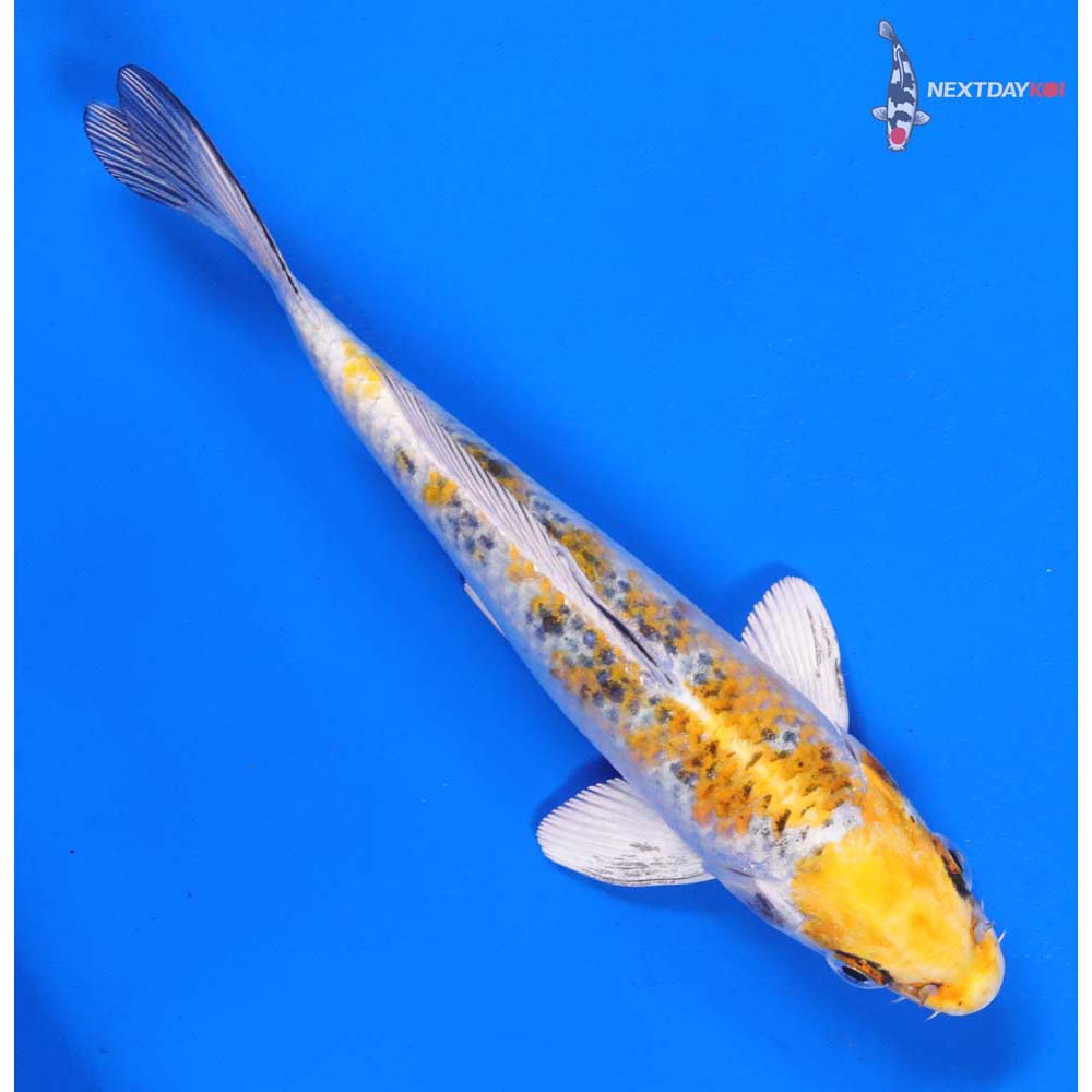 6.5” Imported Yamato Nishiki