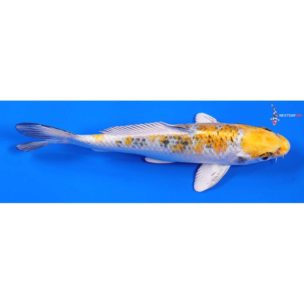 6.5” Imported Yamato Nishiki