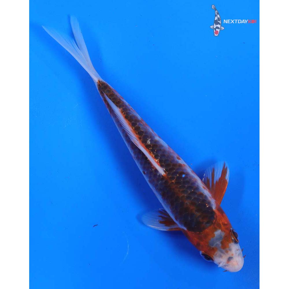 6.5” Imported Asagi