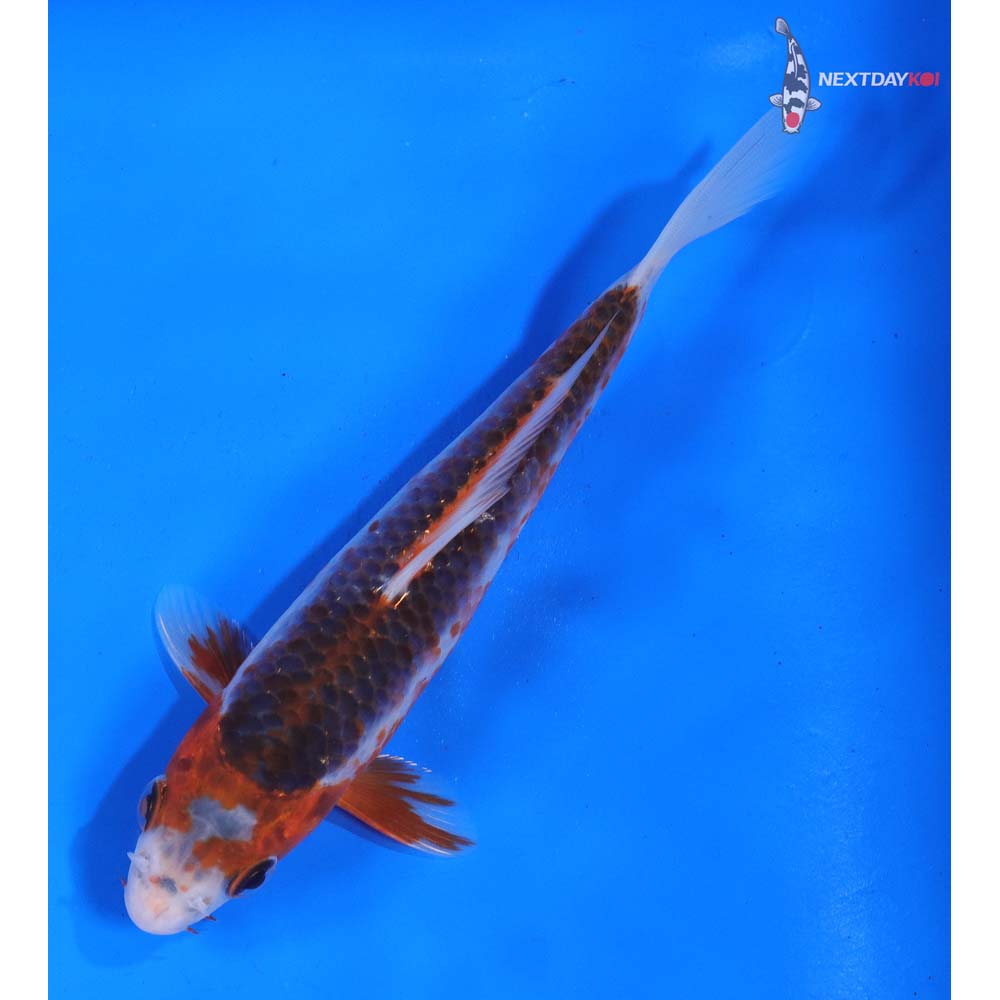 6.5” Imported Asagi