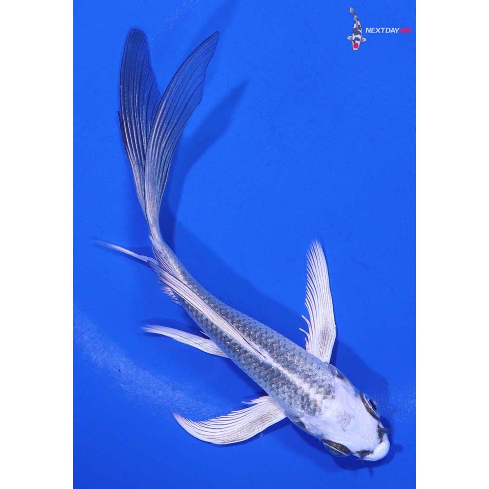 5” Imported Gin Matsuba Butterfly Koi