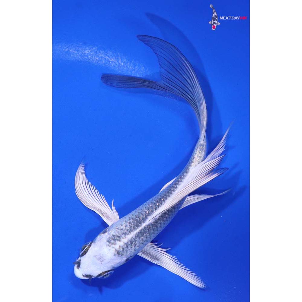 5” Imported Gin Matsuba Butterfly Koi