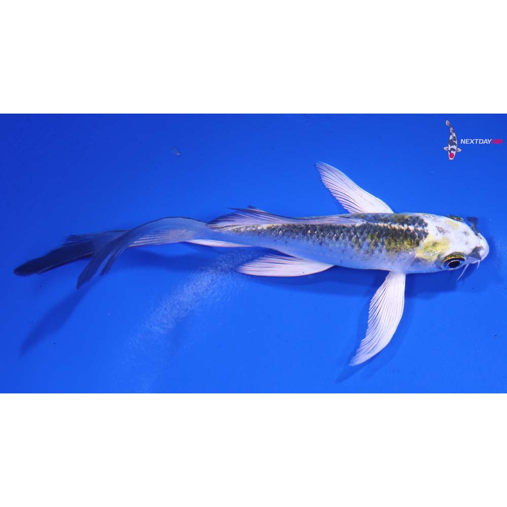 5” Imported Kujaku Butterfly Koi